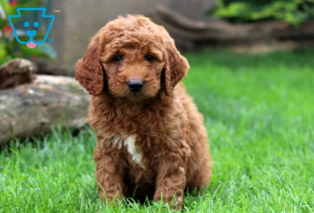 Danny Mini Goldendoodle2 image