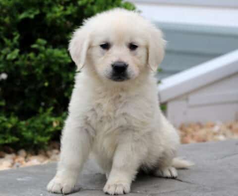 Darcey EC GOlden