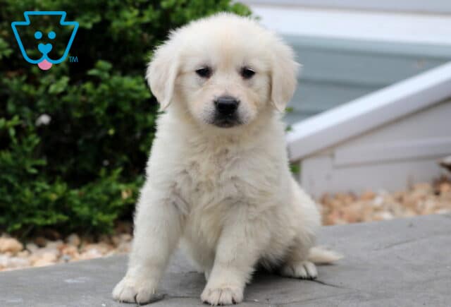 Darcey EC GOlden image
