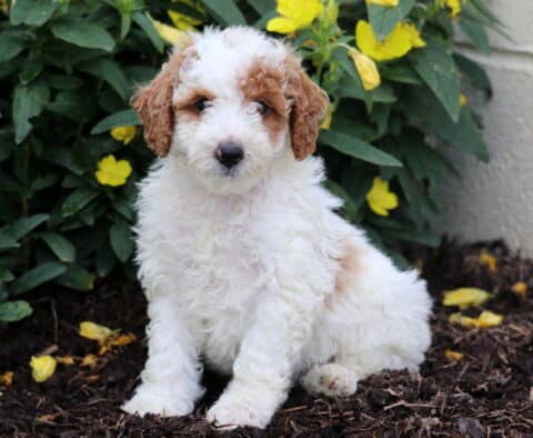 Dawson Mini Poodle