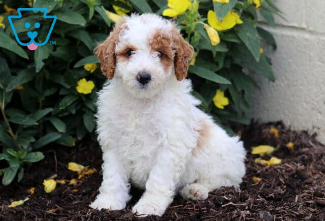 Dawson Mini Poodle image
