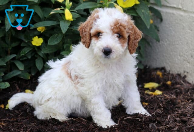 Dawson Mini Poodle2 image