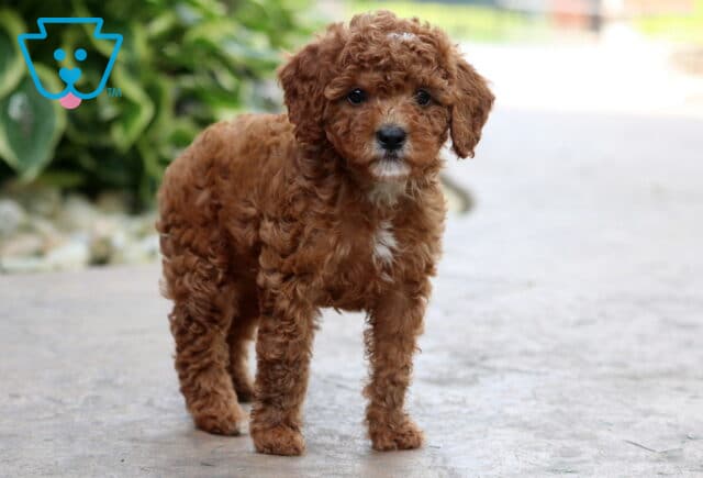 Dee Cavapoo image