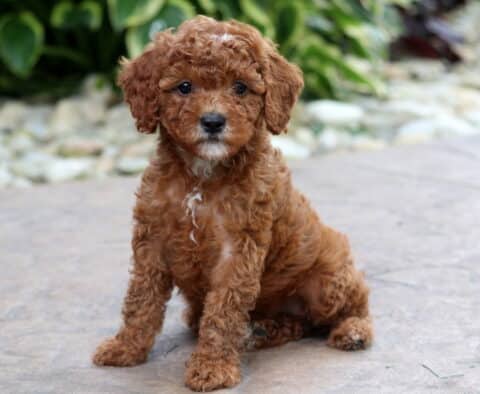 Dee Cavapoo2