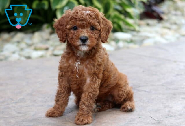 Dee Cavapoo2 image