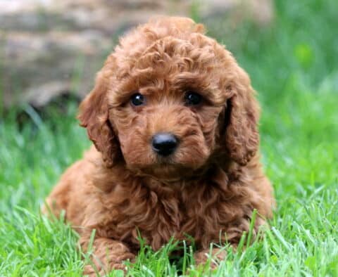 Dee Mini Goldendoodle