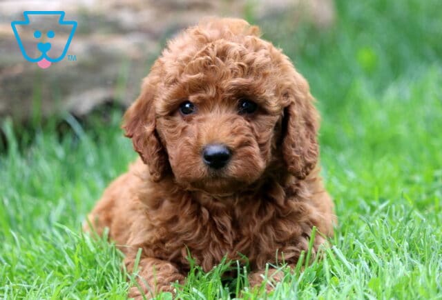 Dee Mini Goldendoodle image