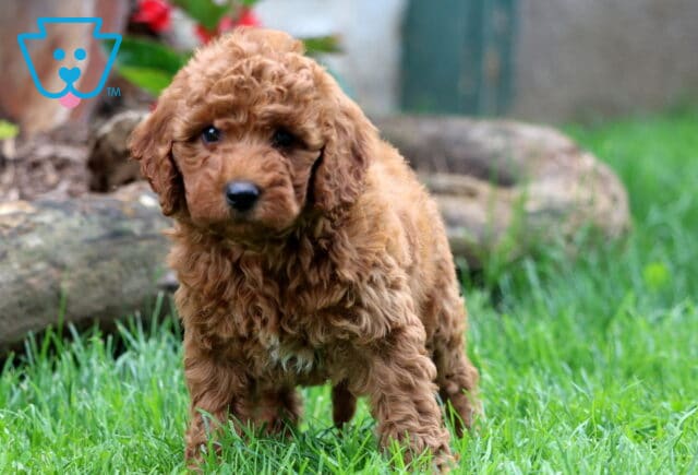 Dee Mini Goldendoodle2 image
