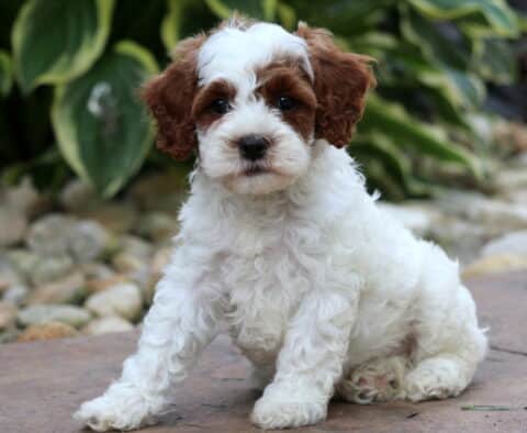 Demi Cavapoo2