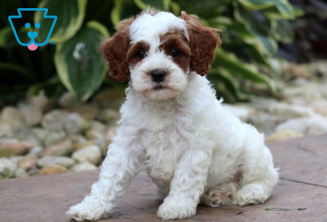Demi Cavapoo2 image