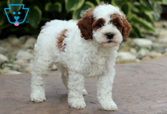 Demi Cavapoo3 image