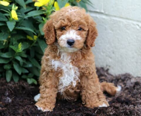 Destiny Mini Poodle