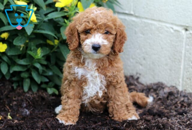 Destiny Mini Poodle image