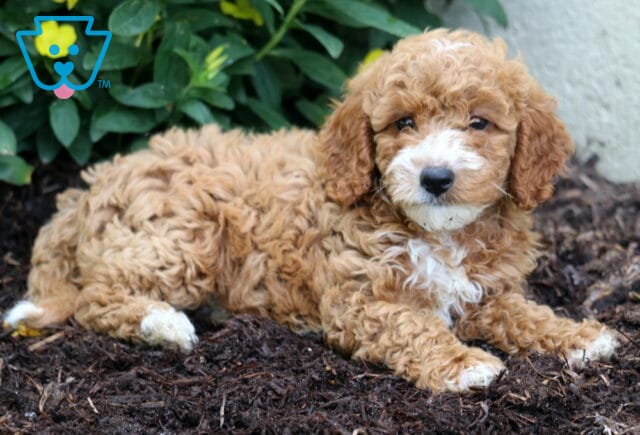 Destiny Mini Poodle2 image