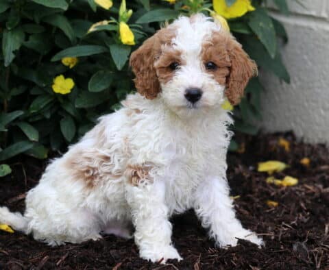 Dice Mini Poodle