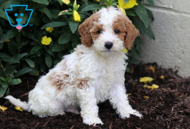Dice Mini Poodle image