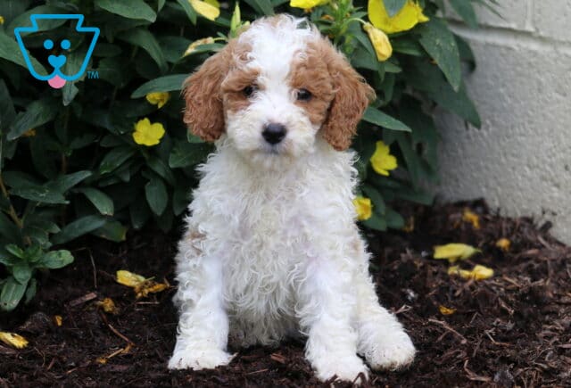 Dice Mini Poodle2 image