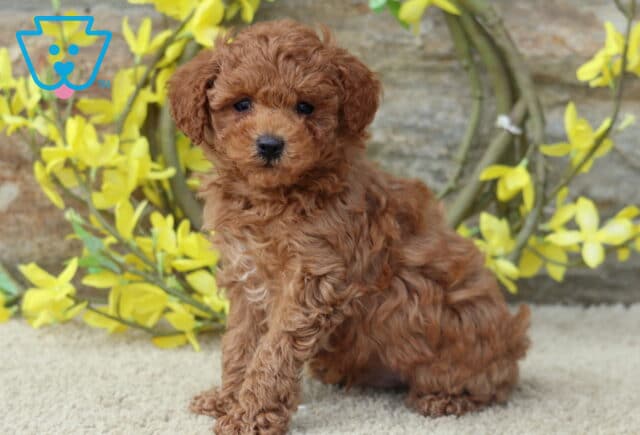 Adorable red Toy Poodle puppy with curly fur sitting on a tan carpet in front of a rustic background decorated with a yellow flower wreath. image