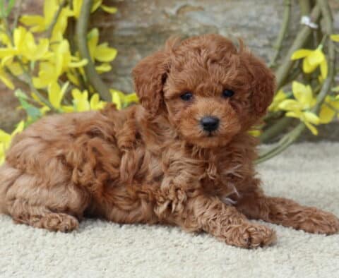 Dice Toy Poodle2