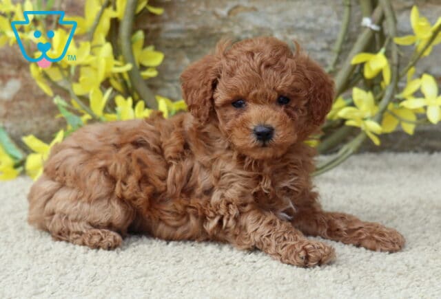 Curly-coated red Toy Poodle puppy lying on a cream carpet, with yellow flowers and a grapevine wreath in the background against a stone wall. image