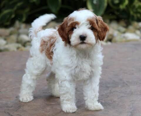 Dino Cavapoo