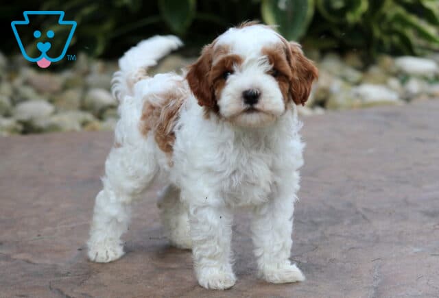 Dino Cavapoo image