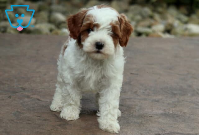 Dino Cavapoo2 image