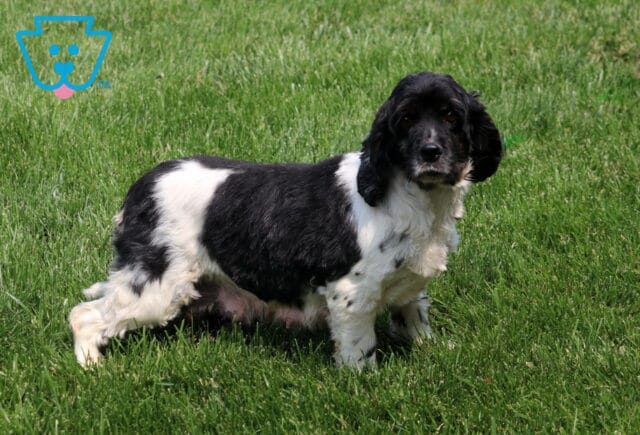 Diva Cocker Spaniel Mel Blank image