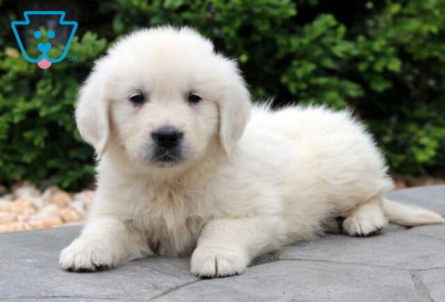 Adorable English Cream Golden Retriever puppy lying down on a stone patio with its head slightly tilted, surrounded by green bushes and light landscaping stones. image