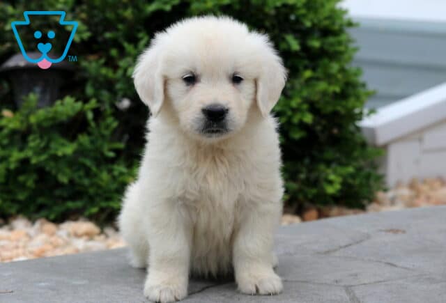 Fluffy English Cream Golden Retriever puppy sitting on a stone patio with a sweet expression, surrounded by green shrubs and light-colored rocks. image
