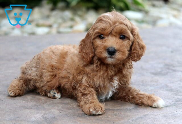 Dora Cavapoo image
