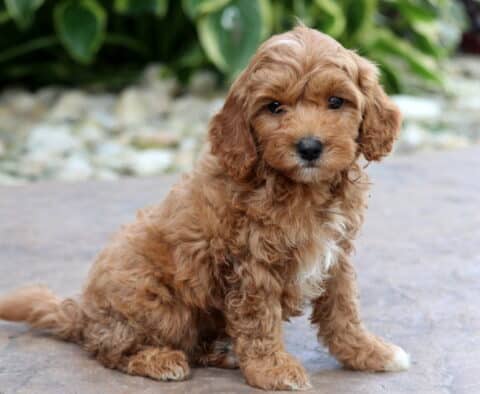 Dora Cavapoo2