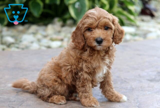 Dora Cavapoo2 image