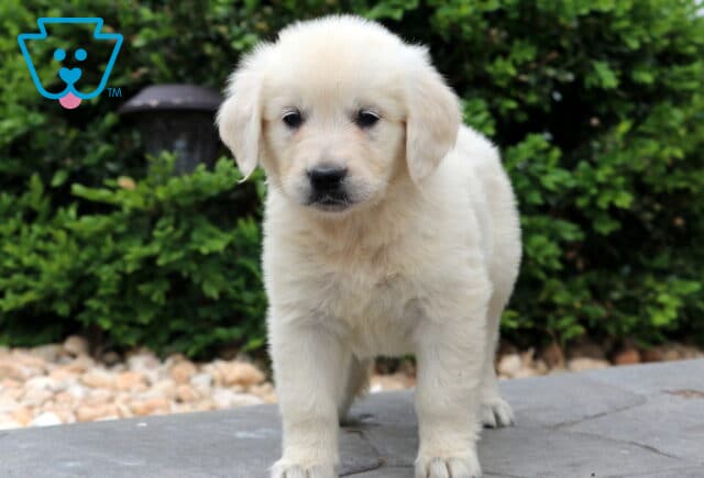 Fluffy English Cream Golden Retriever puppy standing on a stone path with green shrubs and rocks in the background, looking curiously at the camera image