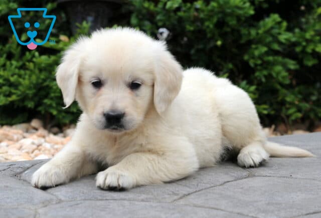 English Cream Golden Retriever puppy lying on a stone patio with front paws crossed, surrounded by green shrubs and decorative rocks, gazing softly at the camera. image