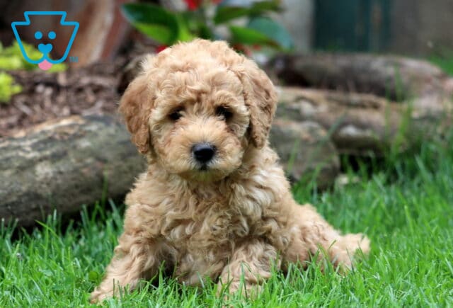 Dori Mini Goldendoodle2 image
