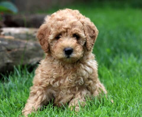 Dori Mini Goldendoodle3