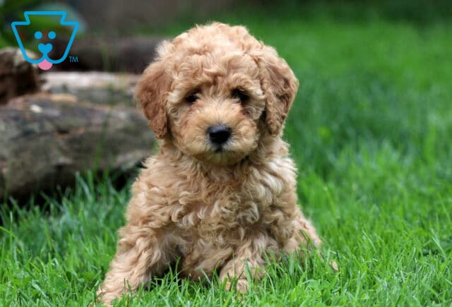 Dori Mini Goldendoodle3 image