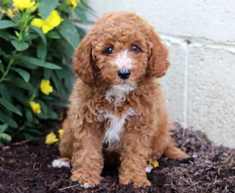 Dori Mini Poodle