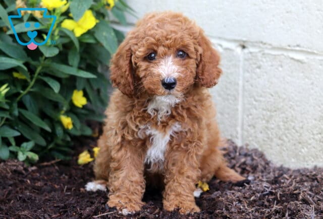 Dori Mini Poodle image
