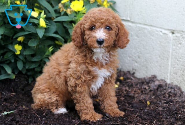 Dori Mini Poodle2 image