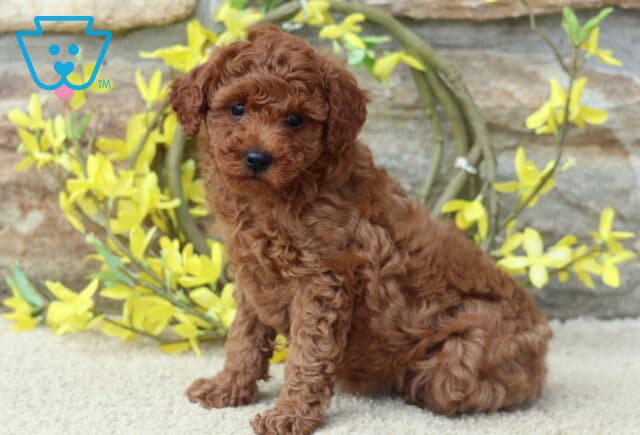 Fluffy red Toy Poodle puppy sitting upright on a carpet in front of a stone wall and a decorative yellow floral wreath. image