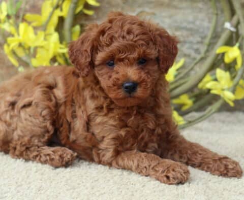 Dream Toy Poodle2