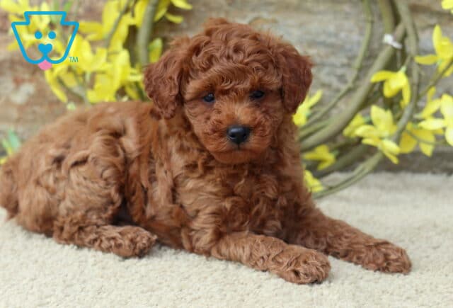 Red Toy Poodle puppy lying on a soft carpet, gazing sweetly at the camera with a backdrop of yellow flowers and a rustic wreath against a stone wall. image