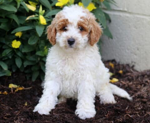 Drew Mini Poodle