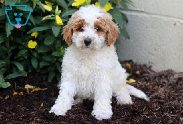 Drew Mini Poodle image