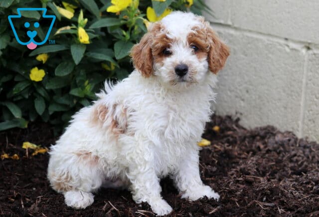 Drew Mini Poodle2 image