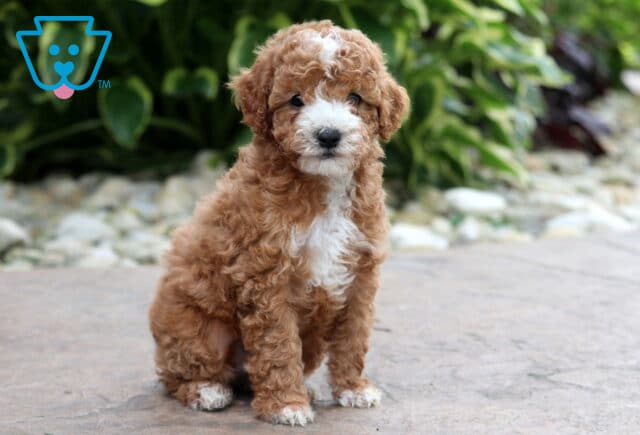 Duke Cavapoo image