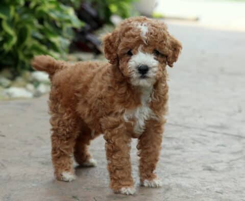 Duke Cavapoo2