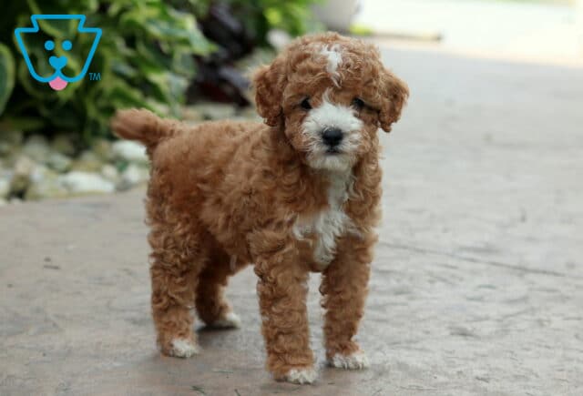 Duke Cavapoo2 image